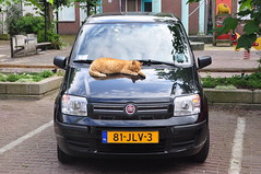 Cat and FIAT